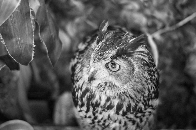 Retrato de un pájaro en primer plano