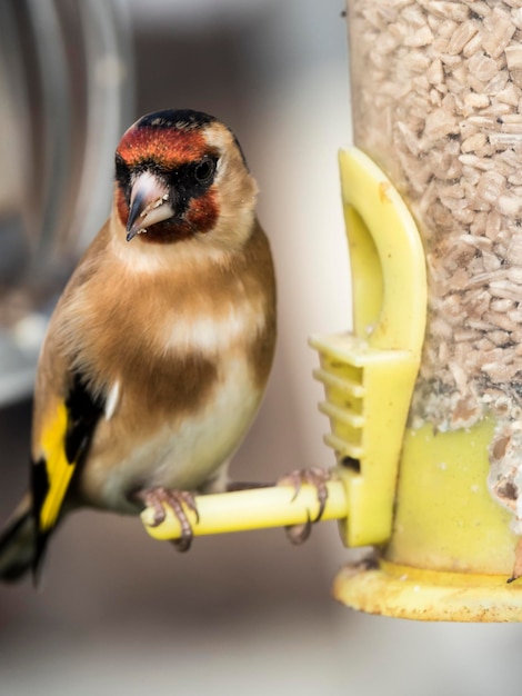 Foto retrato de un pájaro en primer plano