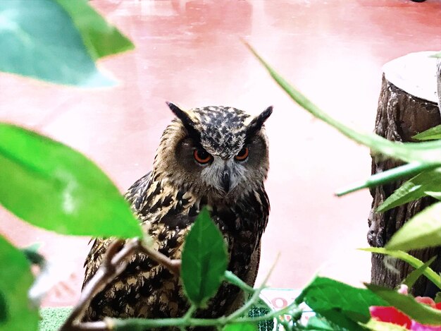 Foto retrato de un pájaro