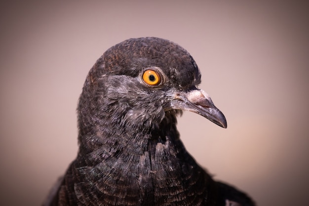 Retrato de una paloma de cerca de perfil