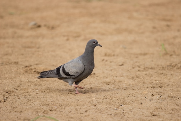 Un retrato de una paloma doméstica o también conocido como Rock Pigeon de pie firmemente en el suelo