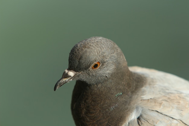 Retrato de una paloma gris sobre un fondo verde