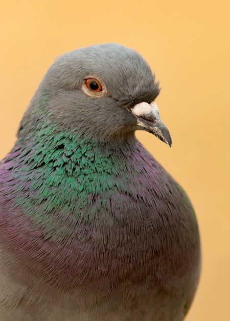 Retrato de una paloma salvaje con hermosas plumas