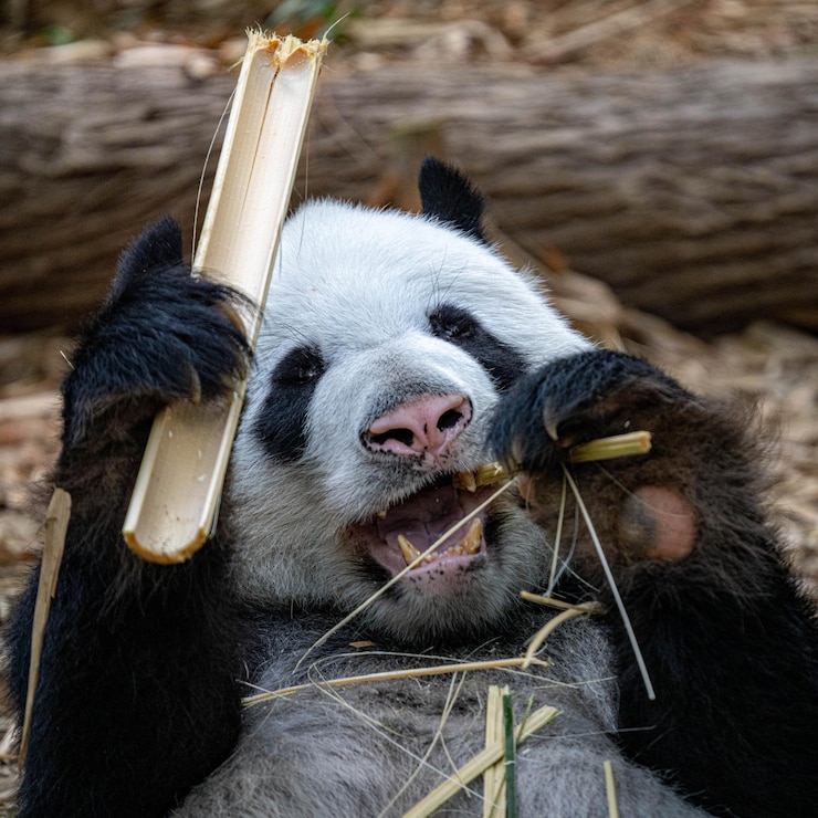 Foto retrato de un panda en primer plano