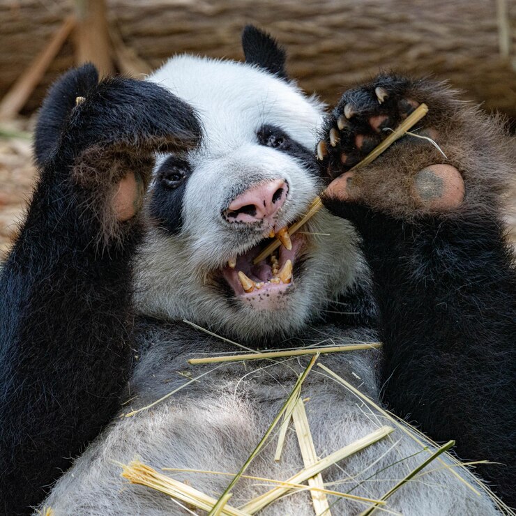 Foto retrato de un panda en primer plano