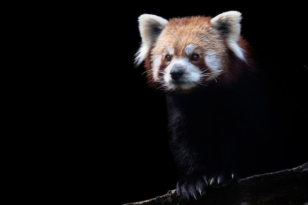 Retrato de un panda rojo Ailurus fulgens aislado sobre fondo negro