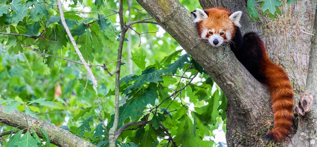 Retrato de panda rojo Ailurus Fulgens Lindo animal descansando perezoso en un árbol útil para conceptos ambientales