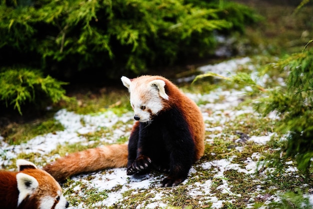 Foto retrato de un panda rojo ailurus fulgens