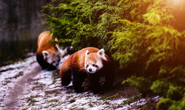 Retrato de un panda rojo Ailurus fulgens