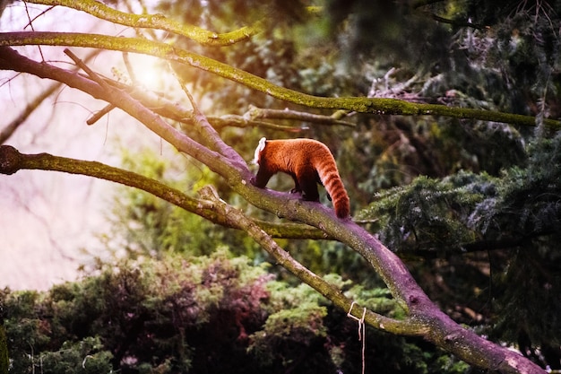 Retrato de un panda rojo Ailurus fulgens