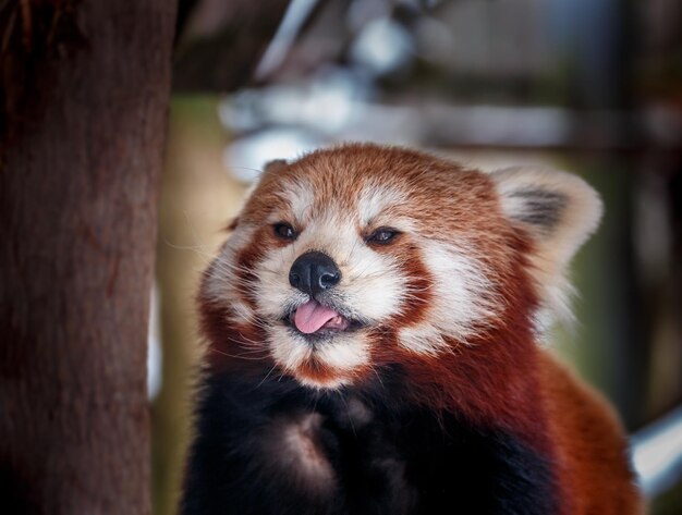 Foto retrato del panda rojo