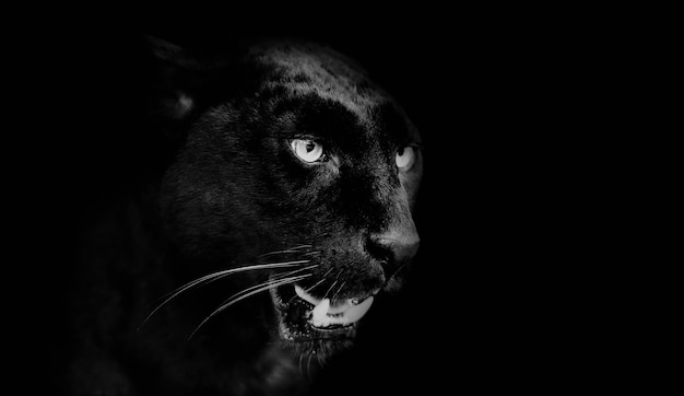 Retrato de pantera negra. mundo animal | Foto Premium Retrato de pantera negra. mundo animal | Foto Premium