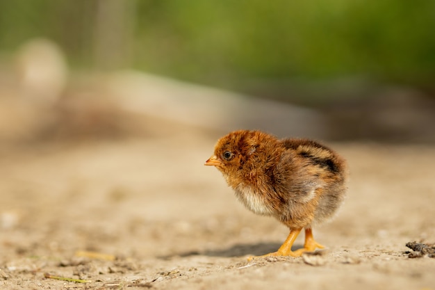 Retrato de Pascua pequeño pollo amarillo esponjoso caminando en el patio de la aldea en un soleado día de primavera