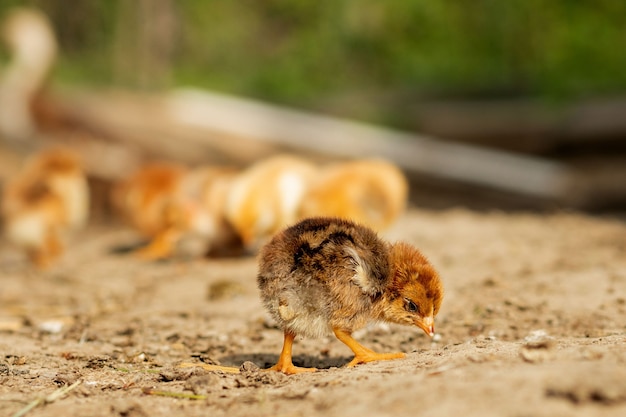 Retrato de Pascua poco pollos esponjosos caminando en el patio del patio de la granja en un día soleado de primavera