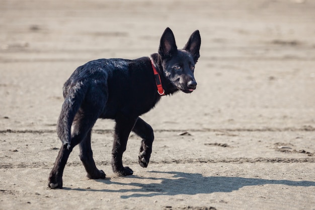 Retrato de pastor alemán negro en la playa de arena negra. Animal.