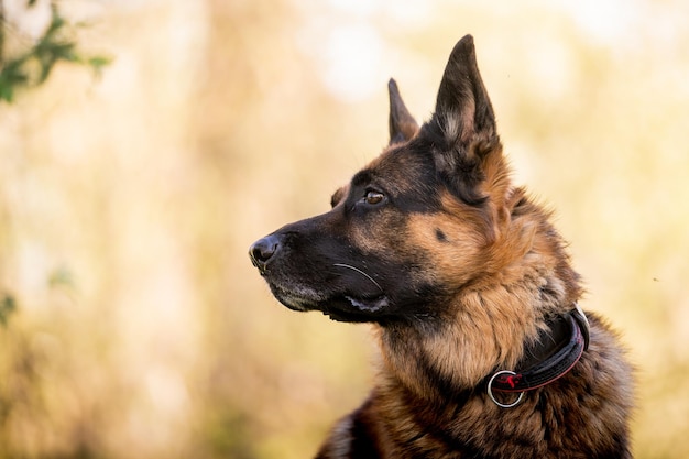 Retrato de un pastor alemán en un parque Perro de pura raza