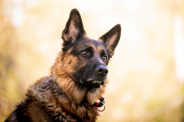 Retrato de un pastor alemán en un parque Perro de pura raza