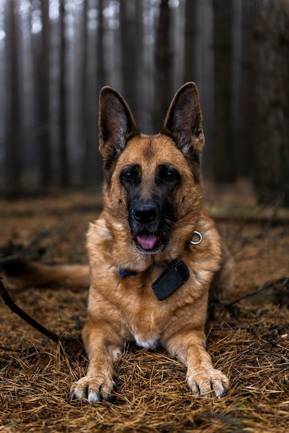 Retrato de pastor alemán de perro senior en el bosque
