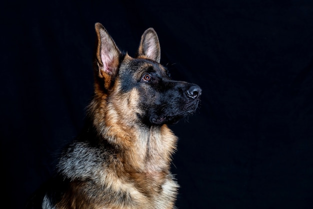 Retrato de pastor alemán