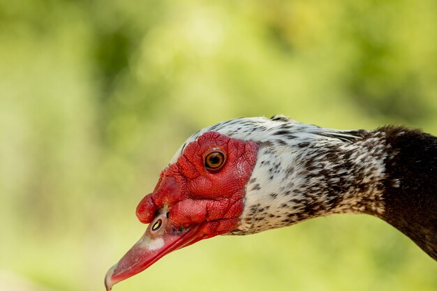 Retrato de un patito. Cabeza de pato de cerca. Tiro macro Pájaro negro Patos domésticos negros