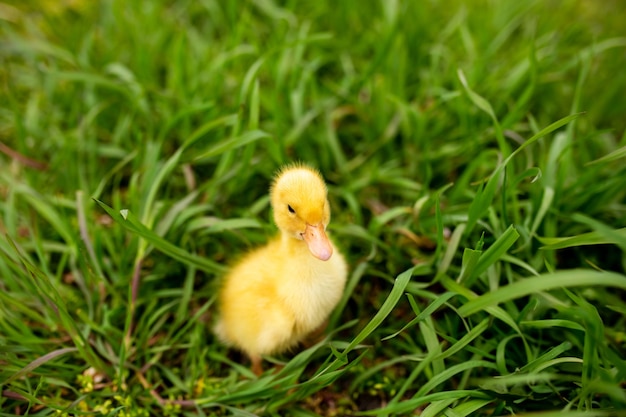 Retrato de un patito en la hierba verde