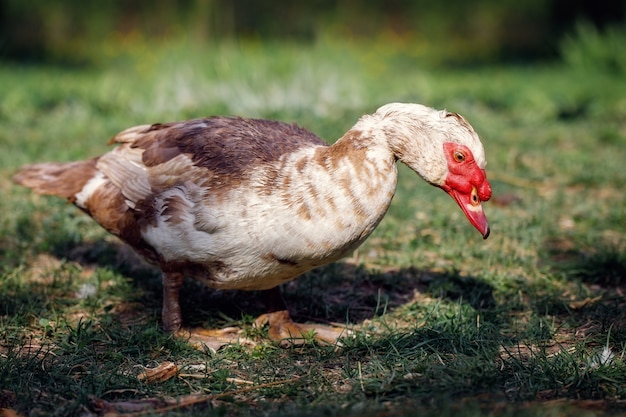 Retrato de un pato almizclero en un patio rural sobre un fondo de hierba verde oscuro