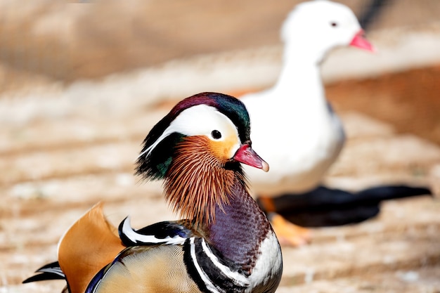 Retrato de un pato asiático colorido exótico en una granja