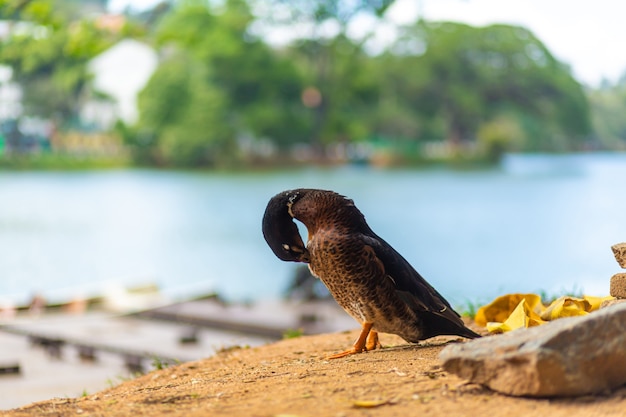 Retrato de un pato descansando cerca del lago.