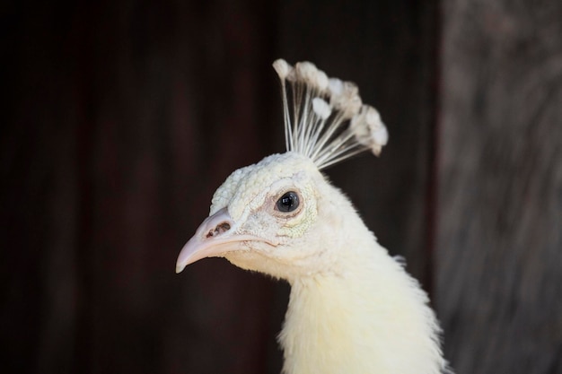 Retrato de pavo real blanco de cerca