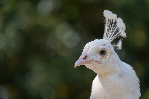 Retrato de pavo real blanco durante el cortejo mostrar