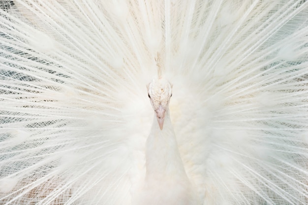 Retrato de un pavo real blanco, con plumas abiertas, realizando la danza nupcial.