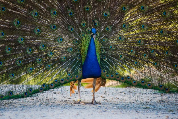 Foto retrato de un pavo real con la cola abierta