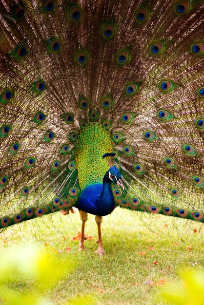 Retrato de un pavo real con cola suelta.