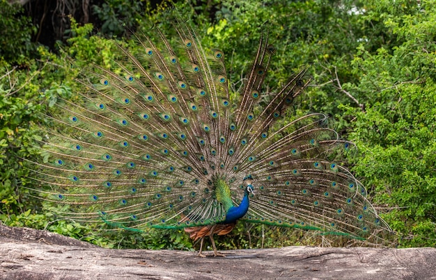 Retrato de un pavo real en el fondo de su cola