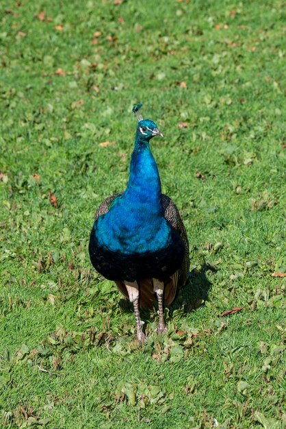 Retrato de un pavo real indio