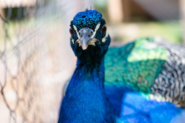 Retrato de un pavo real macho mirando al marco