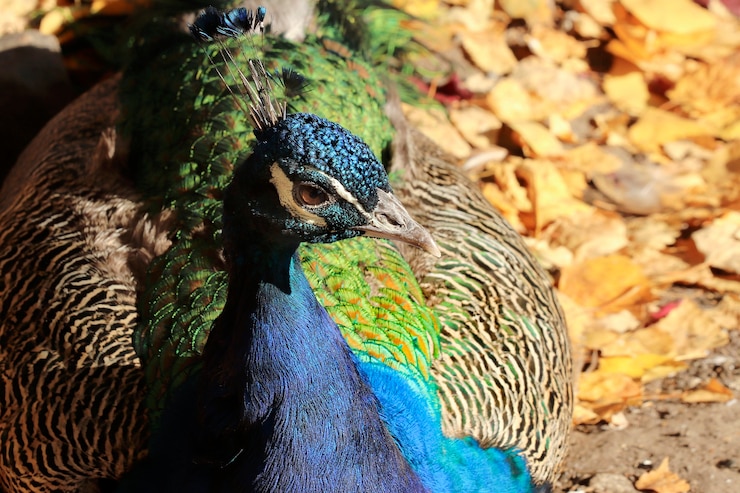 Foto retrato, de, un, pavo real, pájaro, primer plano