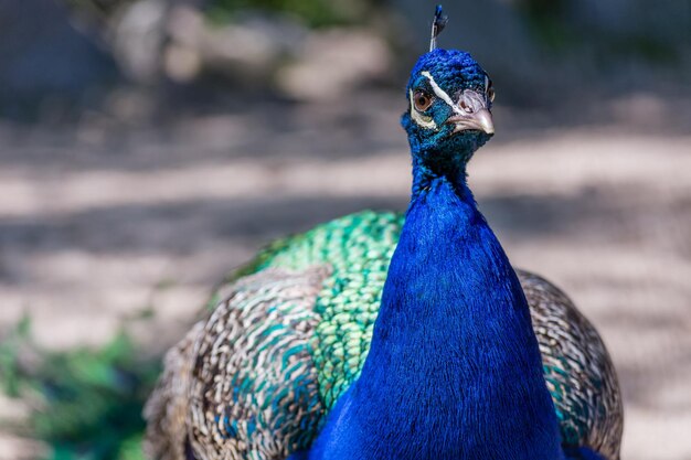 Foto retrato de pavo real en primer plano