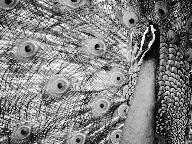 Retrato de pavo real en primer plano