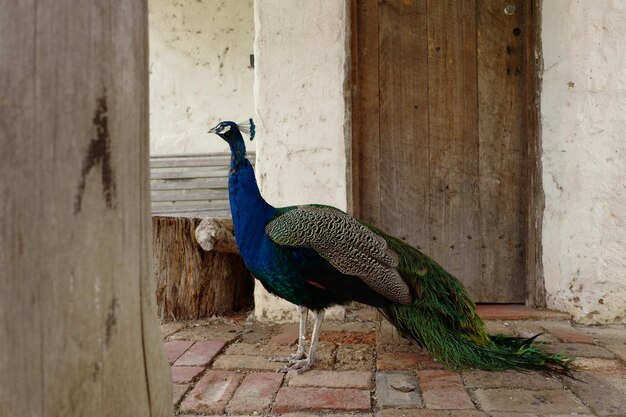 Foto retrato de un pavo real