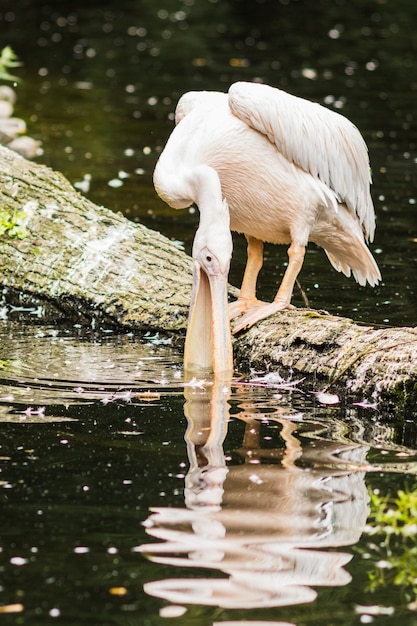 Retrato del pelícano de espalda rosada o Pelecanus rufescens