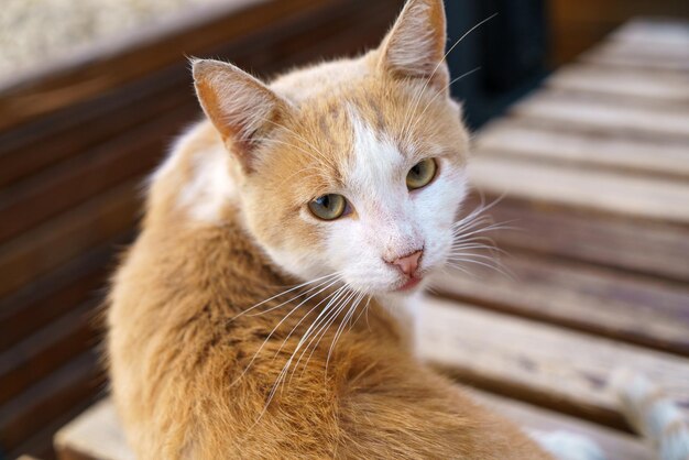 Retrato de pelirrojo con gato blanco primer plano en la calle gato callejero mira hacia arriba con esperanza animales sin hogar ...