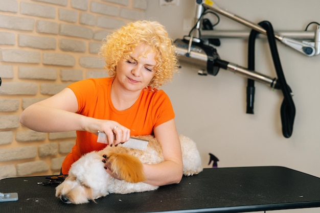 Retrato de una peluquera cepillando el cabello rizado del perro Labradoodle con un peine después de bañarse y preparándose para cortar en el salón de aseo