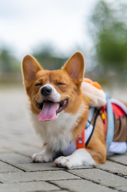 Un retrato de pembroke welsc corgi con fondo bokeh en el parque en la caminata matutina