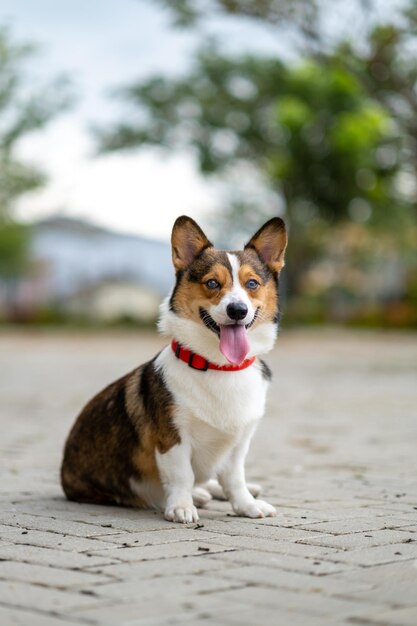 Un retrato de pembroke welsc corgi con fondo bokeh en el parque en la caminata matutina