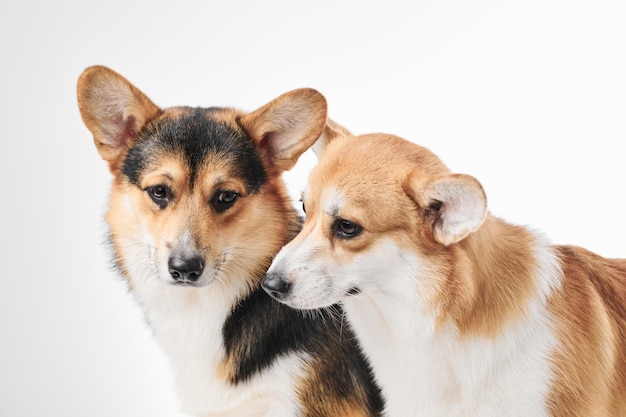 Retrato de Pembroke Welsh Corgi aislado en fondo blanco de estudio con espacio de copia familia de dos perros de pura raza