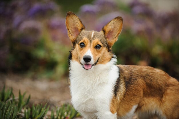 Retrato de Pembroke Welsh Corgi de pie en el campo