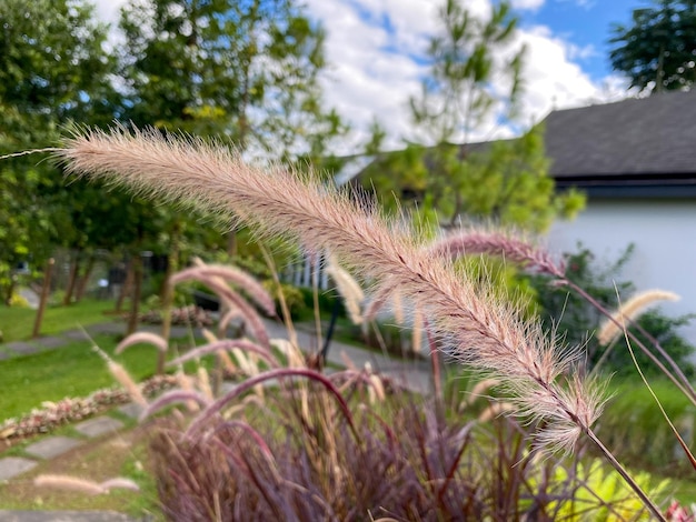 Retrato de Pennisetum pedicellatum o Alangalang o juncos