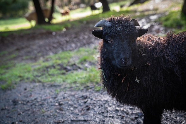 Retrato de una pequeña oveja negra