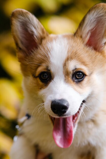 Retrato de un pequeño cachorro de Pembroke Welsh Corgi posando con la boca abierta y la lengua colgando contra el fondo de árboles de otoño con hojas amarillas Perro travieso alegre